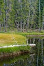 Water channel through forest Royalty Free Stock Photo