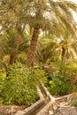 Water channeling in the oasis of date palms in the village of Misfat al Abriyyin Royalty Free Stock Photo