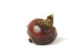 Water chestnut Royalty Free Stock Photo