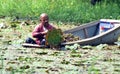 Water chestnut cultivation in Bhopal, India Royalty Free Stock Photo