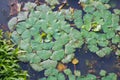 Water chestnut plant Royalty Free Stock Photo