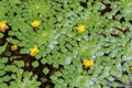 Water-chestnut plant Royalty Free Stock Photo