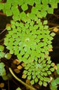 Water chestnut or Trapa Bispinosa Roxb in the water