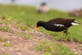 Water chicken looking for food in nature