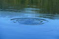 Water circles with trees reflection after a duck dived in the water