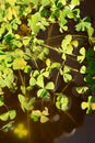 Water clover - marsilea quadrifolia