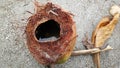 Water in a coconut