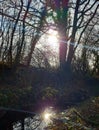 Water in a cold ditch reflects the sunlight coming through the tree