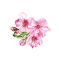 Water color bouquet of apple, cherry pink flowers with buds, leaves. Spring blossom. Watercolor botanical illustration