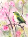 Water color drawing of a small green bird