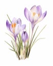 water color painting of purple crocus flowers on white background generative AI Royalty Free Stock Photo