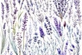 Water color purple lavender as set of flowers.