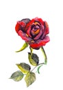 Water color red-black romantic rose flower illustration