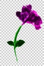 Water color, Rose Purple Flower, at Transparent Effect Background