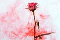 Water color style abstract red rose white background acrylic inside water passion blood pink leaves green around Royalty Free Stock Photo