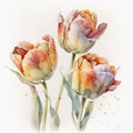 Water color Tulips Illustration
