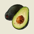 Watercolor vector avocado illustration Royalty Free Stock Photo