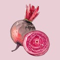 Watercolor vector beetroot illustration Royalty Free Stock Photo