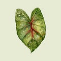 Water Color vector Caladium leaves