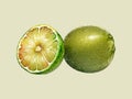 Water color vector lime fruit illustration