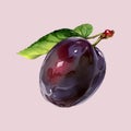 Water color vector plum fruit illustration