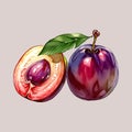 Water color vector plum slice fruit