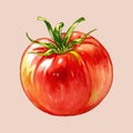 Water Color vector red tomato Royalty Free Stock Photo