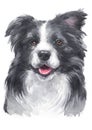 Water colour painting of Border Collie 077