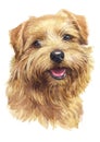 Water colour painting, brown dog, Norfolk Terrier 042 Royalty Free Stock Photo