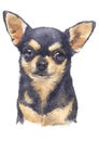 Water colour painting of Chihuahua 067 Royalty Free Stock Photo