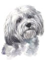 Water colour painting of dog breed Havaneses 043