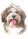 Water colour painting, dog shape, shaggy Havanese 046 Royalty Free Stock Photo