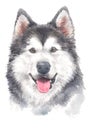 Water colour painting, dog smile Siberian Husky 031