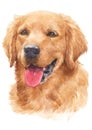 Water colour painting of dogs, golden hairs Golden Retriever 057