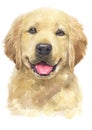 Water colour painting of Golden Retriever [Puppy] 069 Royalty Free Stock Photo