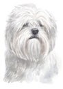 Water colour painting of Lhasa Apso 097