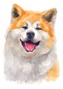 Water colour painting portrait of Akita 116