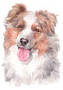 Water colour painting portrait of Australian Shepherd 216