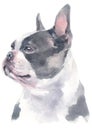 Water colour painting portrait of Boston Terrier 241