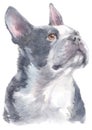 Water colour painting portrait of Boston Terrier 242