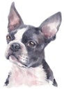 Water colour painting portrait of Boston Terrier 234 Royalty Free Stock Photo
