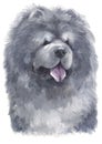 Water colour painting portrait of Chow Chow 157 Royalty Free Stock Photo