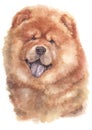 Water colour painting portrait of Chow Chow 160 Royalty Free Stock Photo