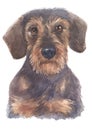 Water colour painting portrait of Miniature Dachshund 103