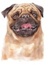 Water colour painting portrait of pug 309