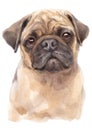 Water colour painting portrait of pug 310