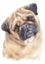 Water colour painting portrait of pug 312