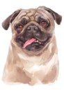 Water colour painting portrait of pug 313