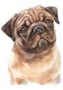 Water colour painting portrait of pug 316