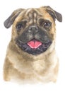 Water colour painting of Pug, It is a dog with big eyes. 099